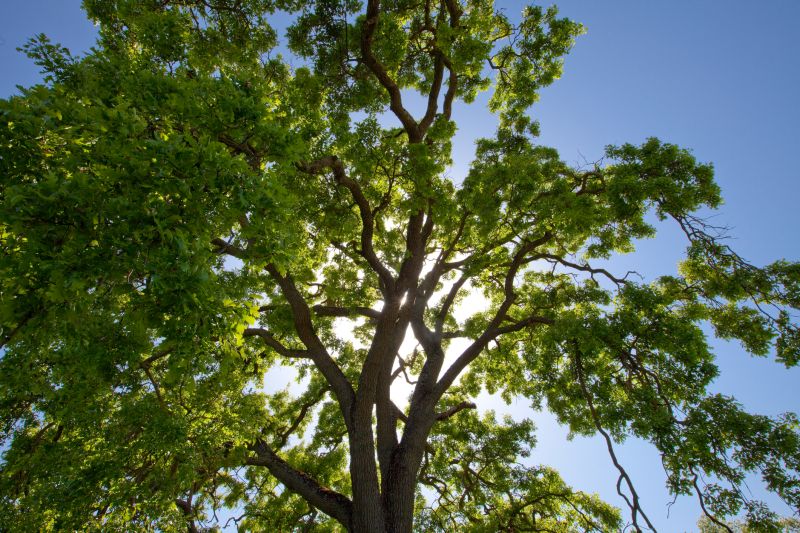 Tree Canopy Thinning in Pottstown, PA
