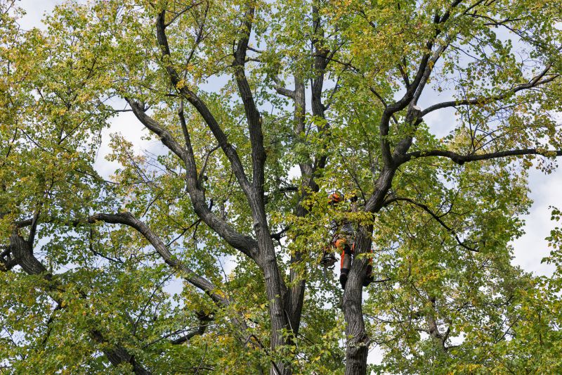 Tree Crown Shaping in Allentown, PA