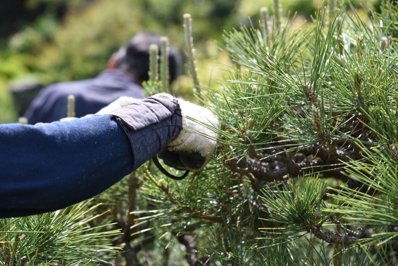 Tree Pruning in Allentown, PA