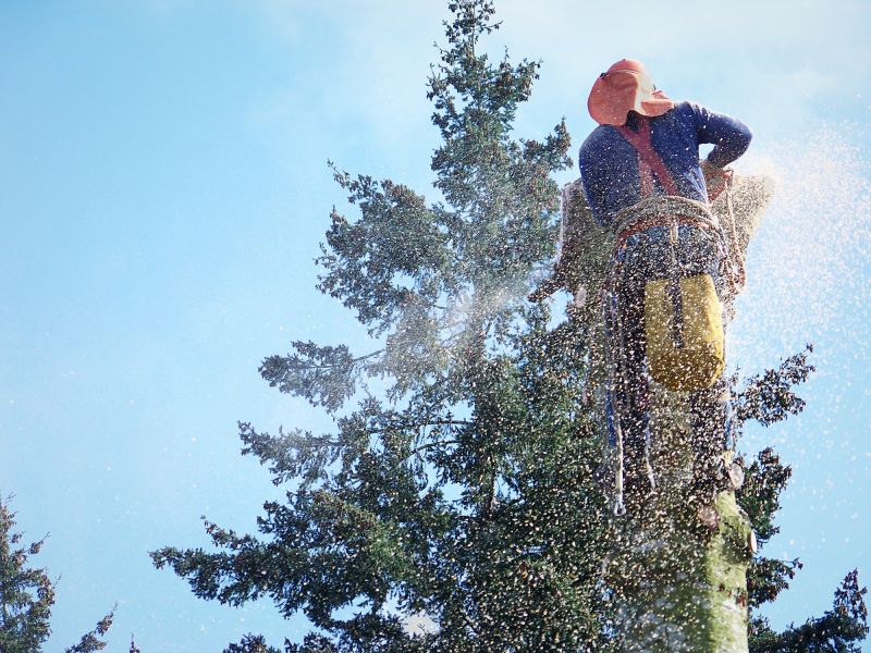 Tree Removal Service in San Jose, CA