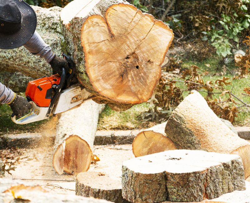 Tree Removal Service in San Jose, CA