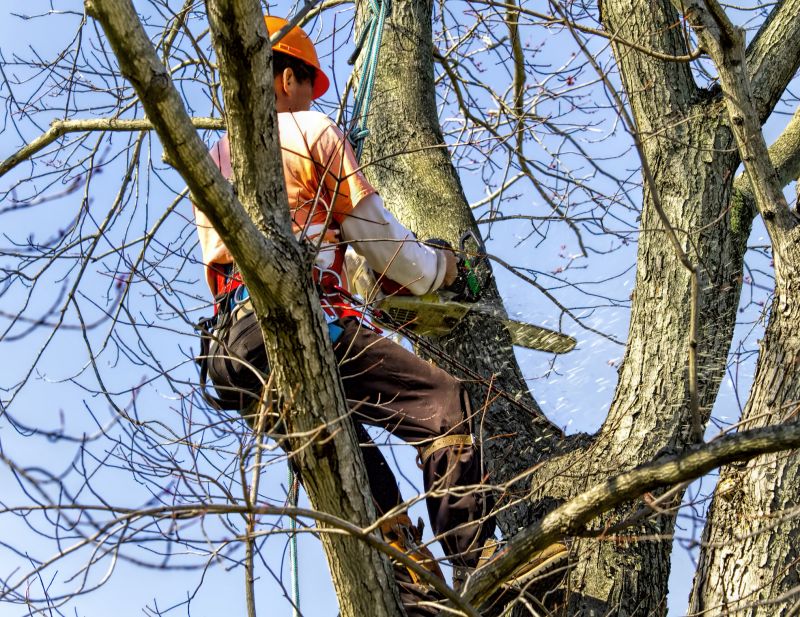 Tree Removal Service in Doylestown, PA