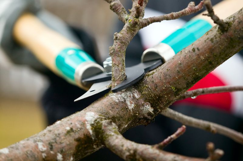 Tree Shearing in Allentown, PA