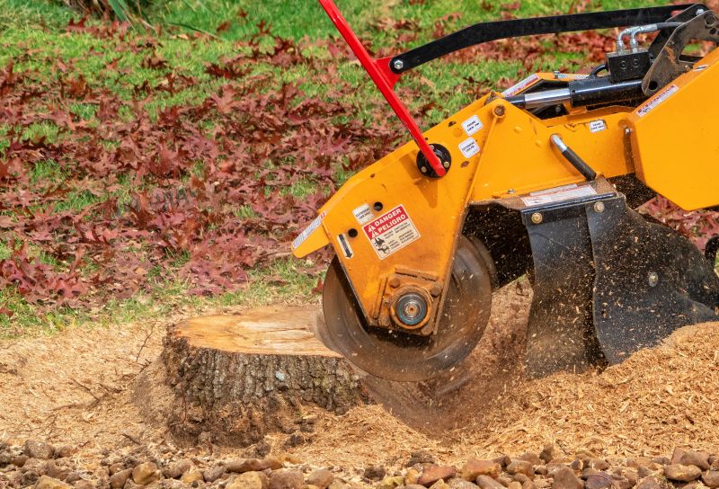 Tree Trunk Removal in Calvert County, MD
