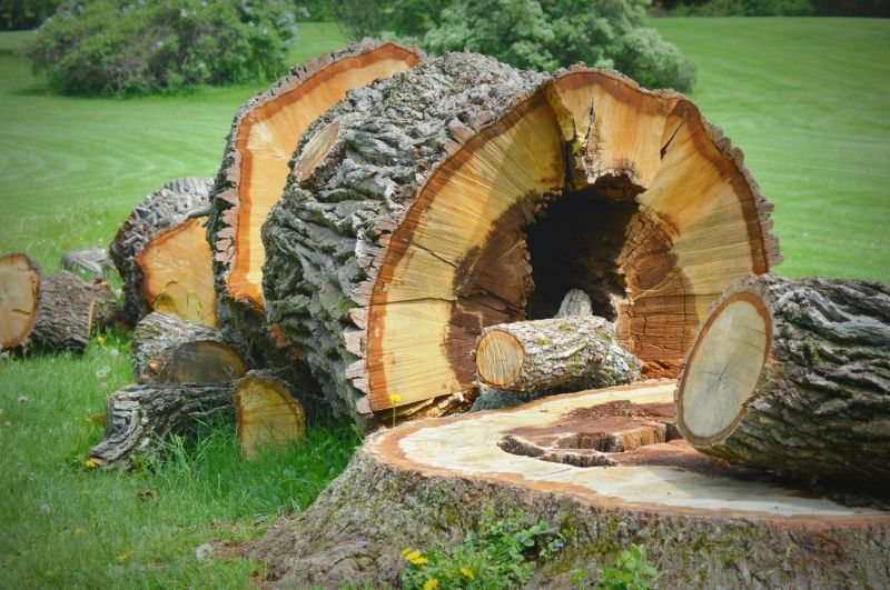 Tree Trunk Removal in Calvert County, MD