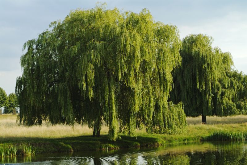 Willow Tree Removal in Doylestown, PA