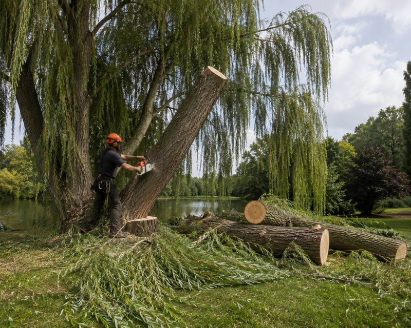 Willow Tree Removal in San Jose, CA