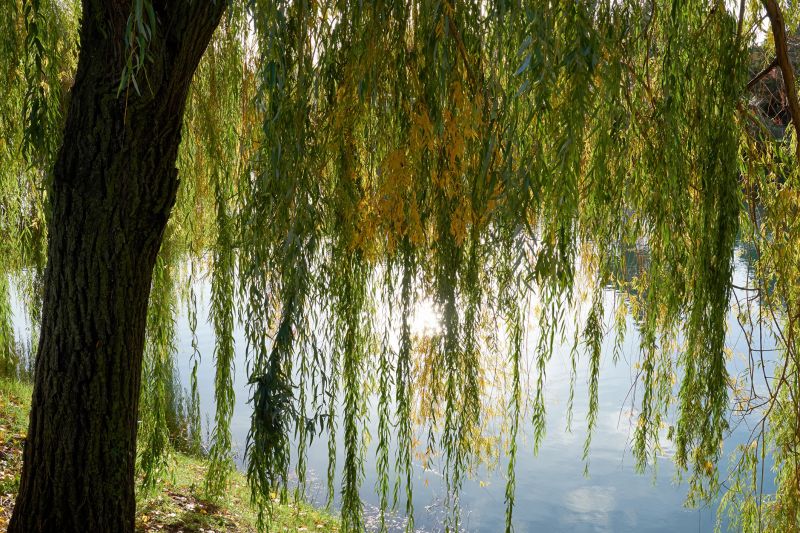 Willow Tree Removal in San Jose, CA