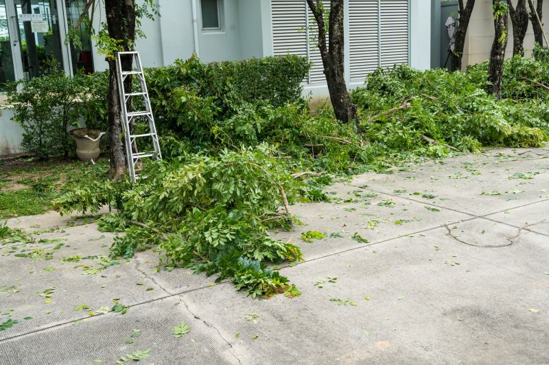 Willow Tree Removal in Reno, NV