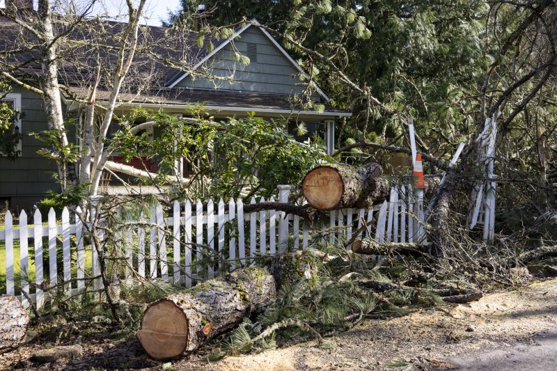 Willow Tree Removal in Pottstown, PA