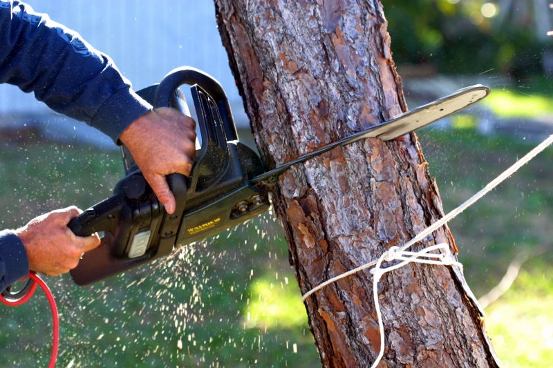 Willow Tree Removal in Pottstown, PA